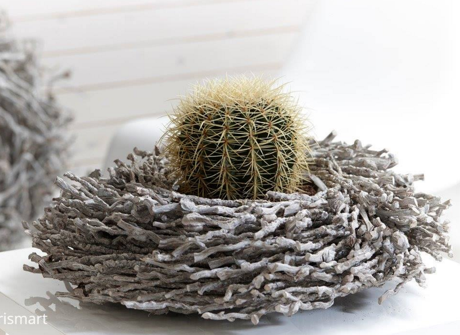 cactus plante suculente